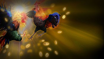  sv388 Cock fight